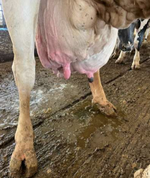 Mynd 2. Sören Gerber Nielsen